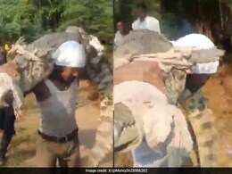 कंधे पर 20 फुट लंबा, 150 किलो का ज़िंदा मगरमच्छ बड़े आराम से रखकर ले जा रहा था शख्स, Video देख लोग हैरान