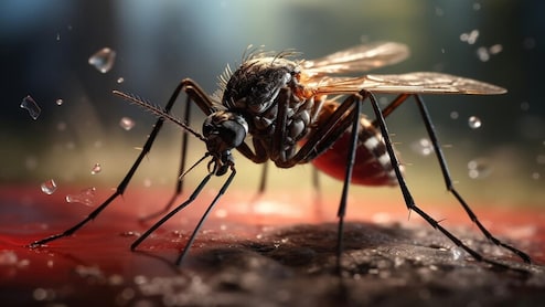Chikungunya: Joint Pain And Other Chronic Symptoms That Can Last For Months And Even Years