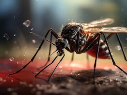 51 lakh Indians At Risk Of Chikungunya Every Year: Study 51 lakh Indians At Risk Of Chikungunya Every Year: Study
