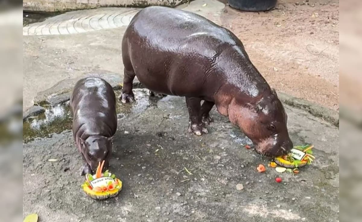 ट्रंप का जीतना तो तय ही था...थाईलैंड के इस वायरल हिप्पो Moo Deng ने पहले से ही कर दिया था सब क्लियर
