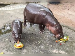 ट्रंप का जीतना तो तय ही था...थाईलैंड के इस वायरल हिप्पो Moo Deng ने पहले से ही कर दिया था सब क्लियर