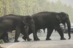 Man Vs Elephant: In Paddy Harvest Season, Conflict Gets Intense Man Vs Elephant: In Paddy Harvest Season, Conflict Gets Intense