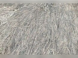 दिल्ली-NCR छोड़िए छत्तीसगढ़ में प्रदूषण ने ढाया अजीब कहर ! 7000 एकड़ की फसल हो गई बर्बाद