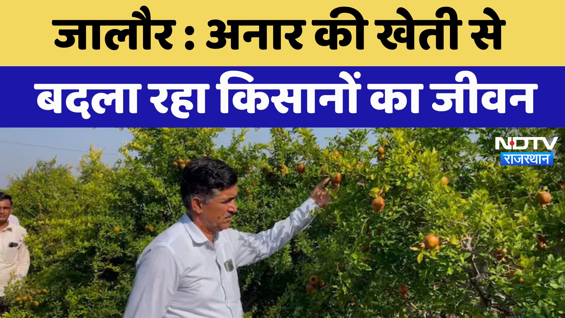 Jalore Pomegranate Crop News : जालौर में अनार की खेती से बदला रहा किसानों का जीवन