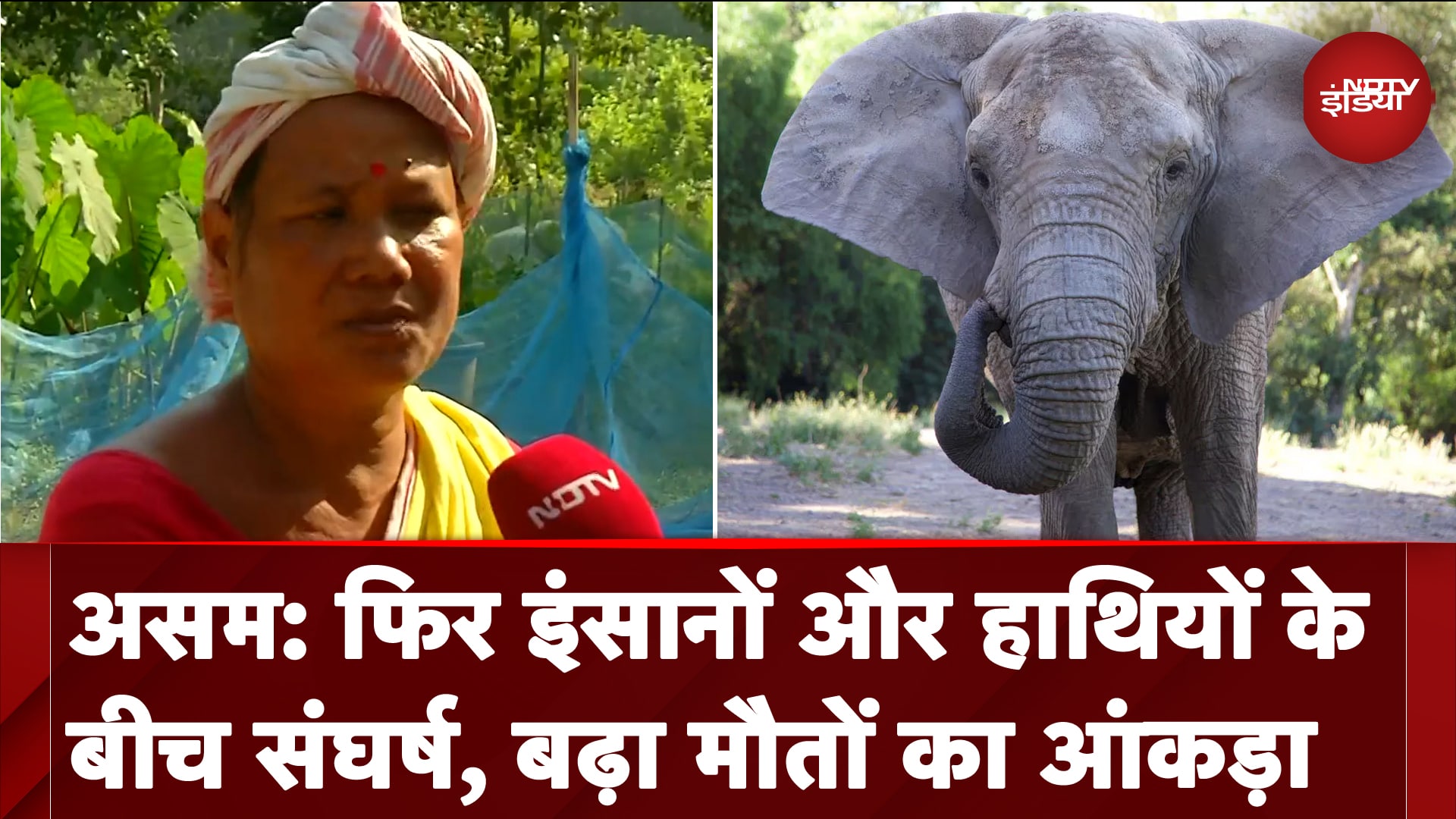 Assam: एक बार फिर से चरम पर मानव-हाथी संघर्ष, फसल कटाई के समय बढ़ी घटनाएं