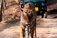 A Third Of Ranthambore's 75 Tigers Missing: Officials A Third Of Ranthambore's 75 Tigers Missing: Officials