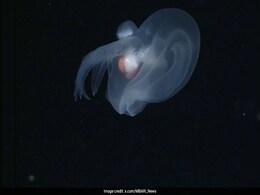 Apple-Sized "Mystery Mollusk" Discovered In Ocean's Midnight Zone Apple-Sized "Mystery Mollusk" Discovered In Ocean's Midnight Zone