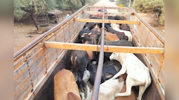 Rajasthan: गौतस्करों और पुलिस की QRT टीम में मुठभेड़, गौवंश से भरा ट्रक पकड़ा&nbsp;