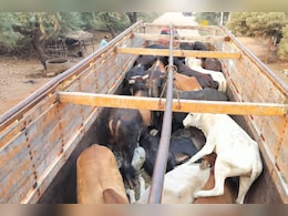 Rajasthan: गौतस्करों और पुलिस की QRT टीम में मुठभेड़, गौवंश से भरा ट्रक पकड़ा 