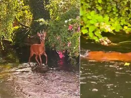 रथ रोको सारथी…सोशल मीडिया पर वायरल इस वीडियो को देख दिल हार बैठे यूजर्स, बोले- यह तो पंचवटी है रथ रोको सारथी…सोशल मीडिया पर वायरल इस वीडियो को देख दिल हार बैठे यूजर्स, बोले- यह तो पंचवटी है