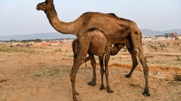 Camel Milk: अब ऊंटनी के हेल्दी दूध की मिलेगी आइसक्रीम, चाय और स्मूदी का भी उठा सकेंगे लुत्फ