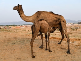 Camel Milk: अब ऊंटनी के हेल्दी दूध की मिलेगी आइसक्रीम, चाय और स्मूदी का भी उठा सकेंगे लुत्फ