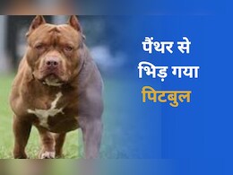 Jaipur: पिटबुल ने पैंथर को खदेड़ा, दोनों के बीच जमकर हुआ संघर्ष, वीडियो वायरल होने के बाद जयपुर में दहशत Jaipur: पिटबुल ने पैंथर को खदेड़ा, दोनों के बीच जमकर हुआ संघर्ष, वीडियो वायरल होने के बाद जयपुर में दहशत