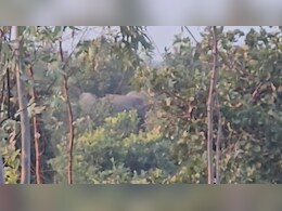 सावधान! यहां 50 से ज़्यादा हाथियों ने जमा रखा है डेरा, गांवों मे मचा हड़कंप