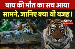 Chhattisgarh Tiger Death : बाघ की मौत का सच आया सामने, जानिए क्या थी वजह ! Chhattisgarh Tiger Death : बाघ की मौत का सच आया सामने, जानिए क्या थी वजह !