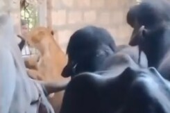 Viral Video: Buffaloes Chase Away Lioness In Gujarat Viral Video: Buffaloes Chase Away Lioness In Gujarat