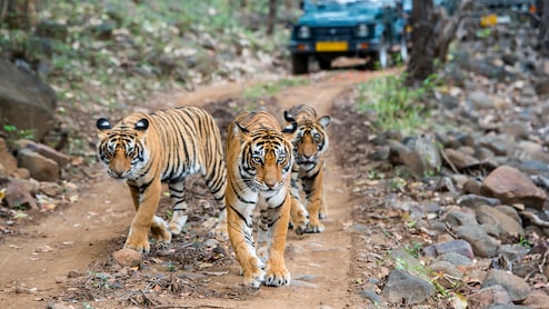 Be It Jim Corbett Or Ranthambore, Why Are India's National Parks Closed During Monsoon Season