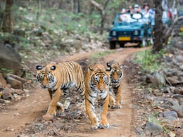 Be It Jim Corbett Or Ranthambore, Why Are India's National Parks Closed During Monsoon Season Be It Jim Corbett Or Ranthambore, Why Are India's National Parks Closed During Monsoon Season