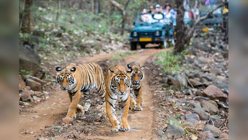 क्यों क्रिसमस और नए साल पर उत्तराखंड में हाई अलर्ट पर वन विभाग