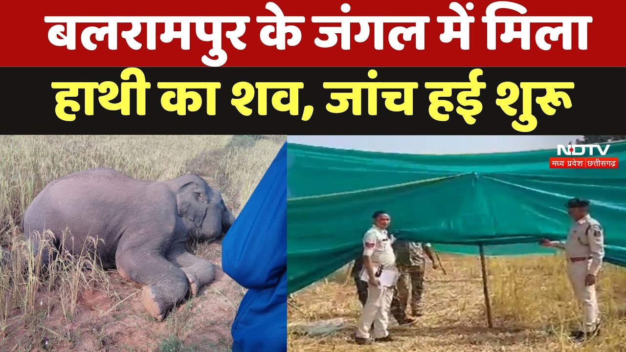 Balrampur Elephant Death:  बलरामपुर के जंगल में मिला हाथी का शव, जांच हई शुरू
