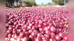 Rajasthan: काली म&zwj;िट्टी में प्&zwj;याज की खेती से मालामाल हो रहे झालावाड़ के क&zwj;िसान, जानें क&zwj;ितना होता है मुनाफा&nbsp;