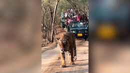 रणथंभौर नेशनल पार्क में बाघों पर संकट, 15 लापता; 13 दिन बाद भी नहीं पहुंची जांच कमेटी