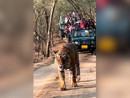 रणथंभौर नेशनल पार्क में बाघों पर संकट, 15 लापता; 13 दिन बाद भी नहीं पहुंची जांच कमेटी