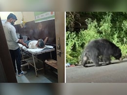 Rajasthan News: रणथंभौर में बाघ के आतंक के बीच भालू ने किया युवक पर हमला, खंडार रेंज की है घटना Rajasthan News: रणथंभौर में बाघ के आतंक के बीच भालू ने किया युवक पर हमला, खंडार रेंज की है घटना