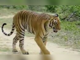 छत्तीसगढ़ के इस जिले में बाघ की दस्तक! फुट प्रिंट मिलते ही जारी हुआ अलर्ट 