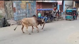 Video: Stray Bull Injures 15 In Uttar Pradesh, Caught After 3-Hour Chase