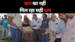 MP Farmers: मंडी में किस बात की मजबूरी! कम दाम में किसान क्यों बेच रहे हैं अपनी उपज