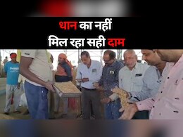 MP Farmers: मंडी में किस बात की मजबूरी! कम दाम में किसान क्यों बेच रहे हैं अपनी उपज MP Farmers: मंडी में किस बात की मजबूरी! कम दाम में किसान क्यों बेच रहे हैं अपनी उपज