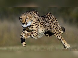 राजस्थान में भी दिखेगी चीते की रफ्तार, प्रदेश में कॉरिडोर परियोजना पर लग सकती है अंतिम मुहर