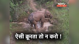 दर्दनाक ! 'पोटाश बम' खाने से हाथी का बच्चा घायल, वन विभाग ने किया 10 हजार के इनाम का ऐलान