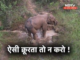 दर्दनाक ! 'पोटाश बम' खाने से हाथी का बच्चा घायल, वन विभाग ने किया 10 हजार के इनाम का ऐलान