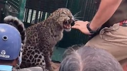 Video: Trapped Leopard Was Being Loaded On Truck. Then This Happened
