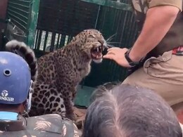 Video: Trapped Leopard Was Being Loaded On Truck. Then This Happened Video: Trapped Leopard Was Being Loaded On Truck. Then This Happened