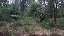 Elephant Attack: वन मंडल से निकलकर उत्पात मचाने वाला हाथी आया कैद में, ऐसे किया गया रेस्क्यू&nbsp;