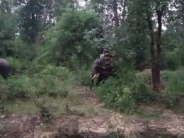Elephant Attack: वन मंडल से निकलकर उत्पात मचाने वाला हाथी आया कैद में, ऐसे किया गया रेस्क्यू  Elephant Attack: वन मंडल से निकलकर उत्पात मचाने वाला हाथी आया कैद में, ऐसे किया गया रेस्क्यू