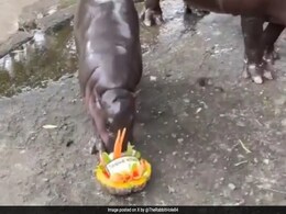 Watch: Viral Hippo Moo Deng Predicts 2024 US Election Winner Watch: Viral Hippo Moo Deng Predicts 2024 US Election Winner