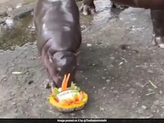 ट्रंप या कमला? देखें जरा हिप्पो कर रहा किसकी जीत की भविष्यवाणी