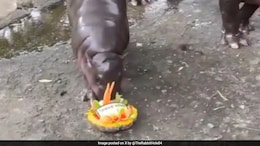 Not 'Nostradamus', Not AI: Pygmy Hippo Moo Deng Predicts US Polls Right
