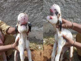 OMG: खरगोन में बकरी ने दिया 'एलियन' शक्ल के बच्चे को जन्म! देखने के लिए उमड़ी भीड़