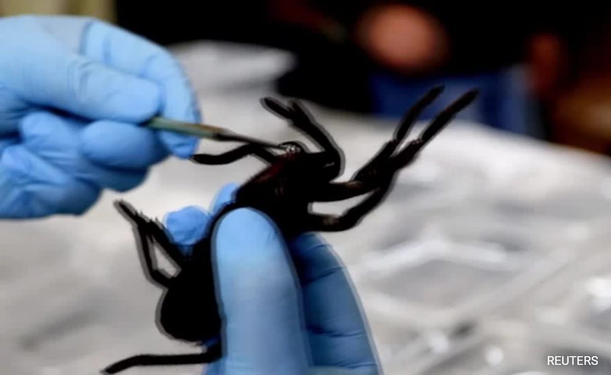 Man Caught At Airport With 320 Tarantulas, 110 Centipedes Strapped To Body