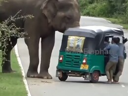 बीच सड़क हाथी के आतंक से कांपे लोग, वायरल Video पर बोली पब्लिक- वो जंगली नहीं भूखा है... 