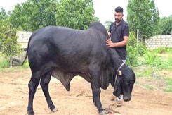 Ex-Cop Earns Lakhs Renting Out His Bull 'Kohinoor' In Gujarat's Amreli Ex-Cop Earns Lakhs Renting Out His Bull 'Kohinoor' In Gujarat's Amreli