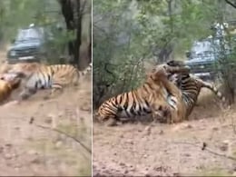जंगल में दो बाघिनों के बीच हुई खतरनाक लड़ाई, एक-दूसरे को उठा-उठाकर खूब पटका, आगे जो हुआ, कांप जाएगी रूह जंगल में दो बाघिनों के बीच हुई खतरनाक लड़ाई, एक-दूसरे को उठा-उठाकर खूब पटका, आगे जो हुआ, कांप जाएगी रूह