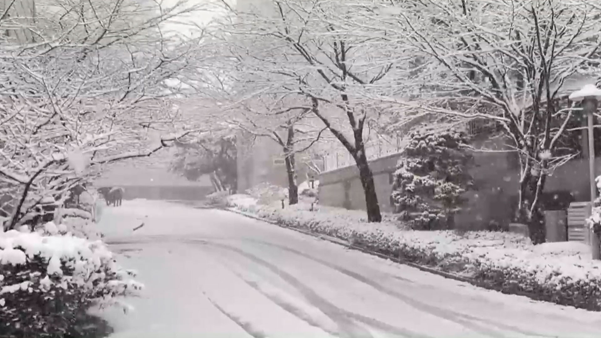 Heaviest November Snow In Over 100 Years In South Korea's Seoul