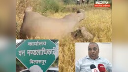Elephant Death : यहां करंट से हाथी के शावक की हुई मौत, अब बुरी तरह घिर गया वन विभाग !