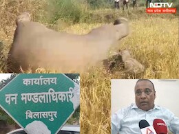 Elephant Death : यहां करंट से हाथी के शावक की हुई मौत, अब बुरी तरह घिर गया वन विभाग ! Elephant Death : यहां करंट से हाथी के शावक की हुई मौत, अब बुरी तरह घिर गया वन विभाग !